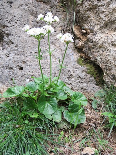 Valeriana asarifolia, photographed by Ronald Flipphi