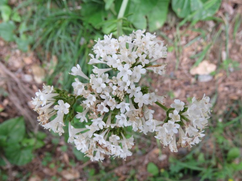 Valeriana asarifolia, photographed by Ronald Flipphi
