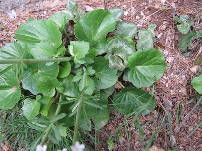 Valeriana asarifolia, photographed by Ronald Flipphi