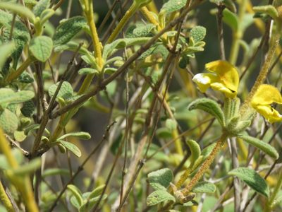 Phlomis lanata, photographed by Ronald Flipphi
