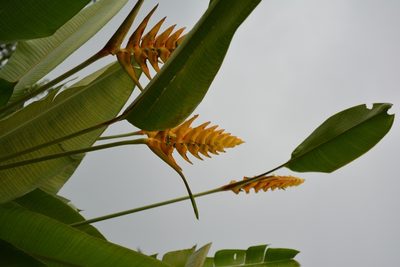 Heliconia librata, photographed by Neptalí Ramírez Marcial