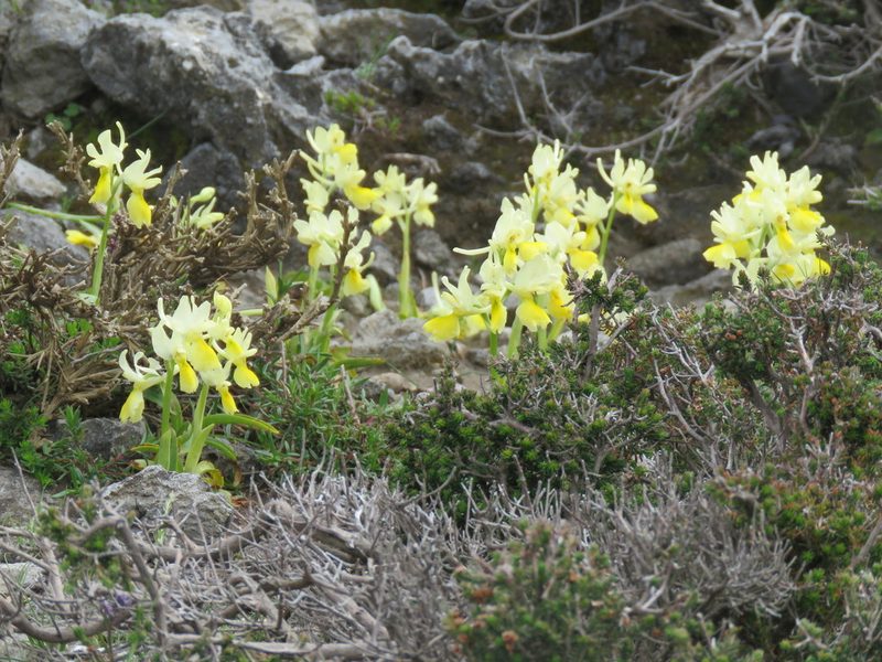 Orchis pauciflora, photographed by Ronald Flipphi