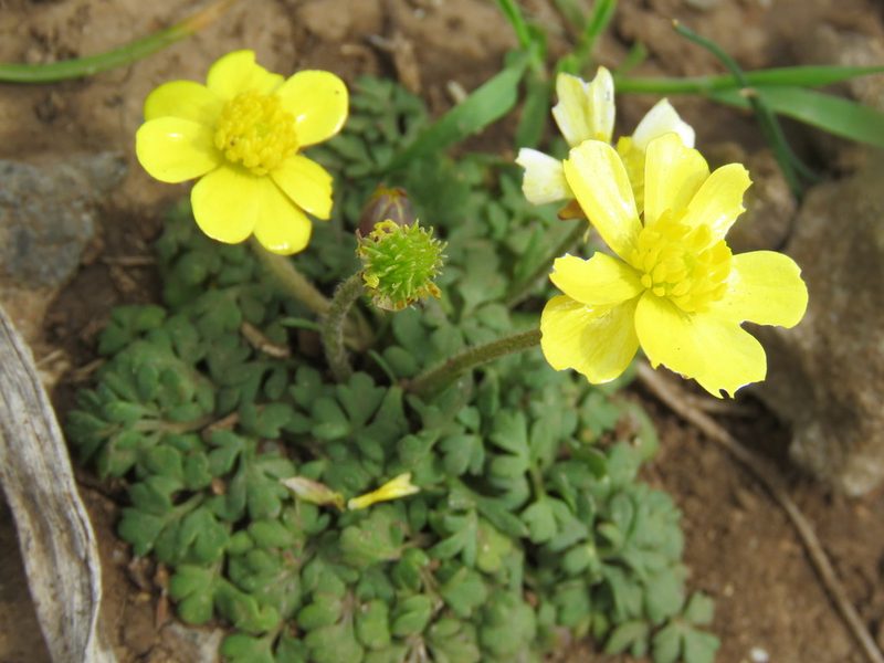 Ranunculus cupreus, photographed by Ronald Flipphi