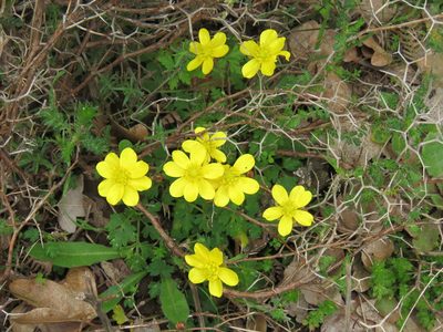 Ranunculus cupreus, photographed by Ronald Flipphi
