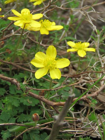 Ranunculus cupreus, photographed by Ronald Flipphi
