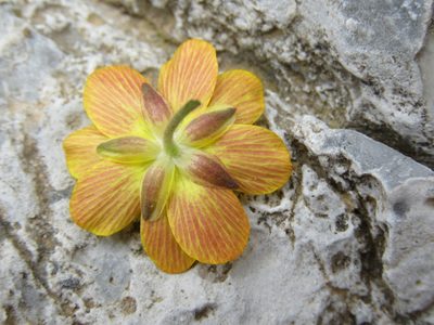 Ranunculus cupreus, photographed by Ronald Flipphi
