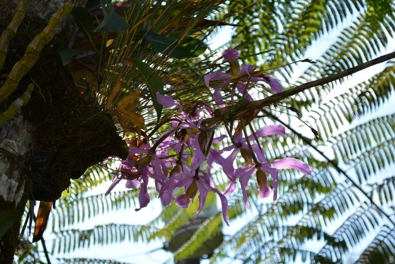 Laelia superbiens, photographed by Neptalí Ramírez Marcial