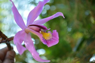 Laelia superbiens, photographed by Neptalí Ramírez Marcial