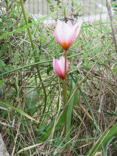 Tulipa saxatilis, photographed by Ronald Flipphi