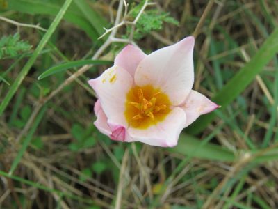 Tulipa saxatilis, photographed by Ronald Flipphi