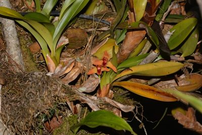 Maxillaria elatior, photographed by Neptalí Ramírez Marcial