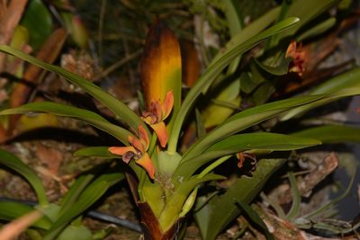 Maxillaria elatior, photographed by Neptalí Ramírez Marcial