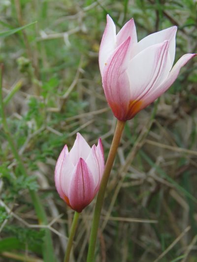 Tulipa saxatilis, photographed by Ronald Flipphi