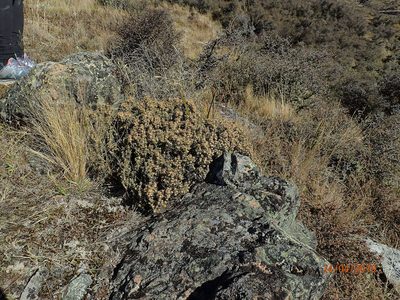 Helichrysum parvifolium, photographed by Duncan Cunningham