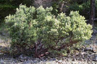 Arctostaphylos canescens, photographed by Ken-ichi Ueda