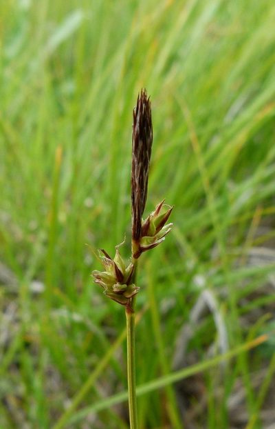 Carex lucorum, photographed by botanygirl