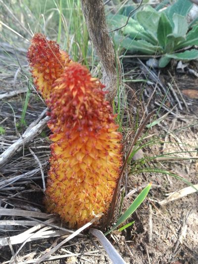 Mystropetalon thomii, photographed by Noeleen du Toit