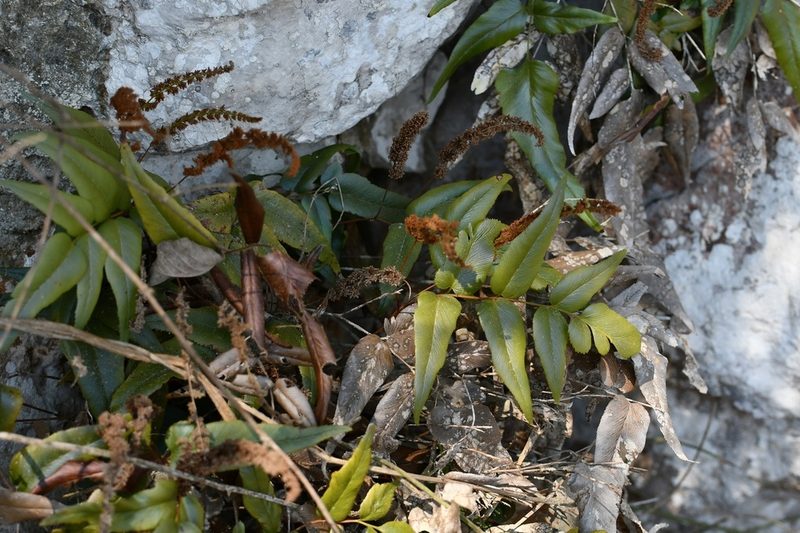 Anemia speciosa, photographed by Neptalí Ramírez Marcial