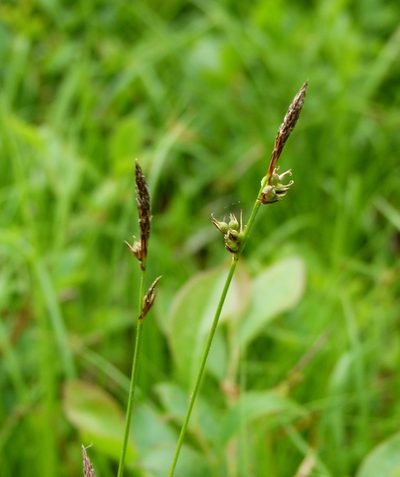 Carex lucorum, photographed by botanygirl
