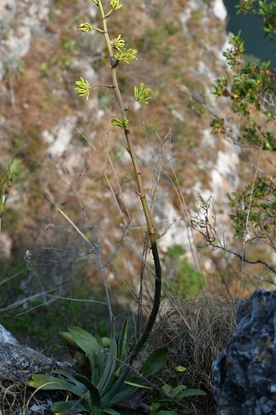 Agave hiemiflora, photographed by Neptalí Ramírez Marcial