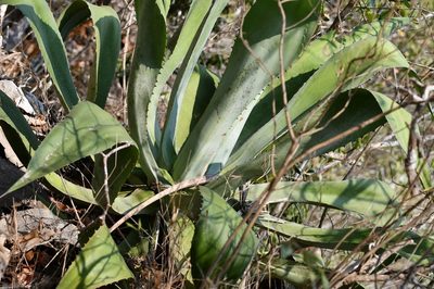 Agave kewensis, photographed by Neptalí Ramírez Marcial