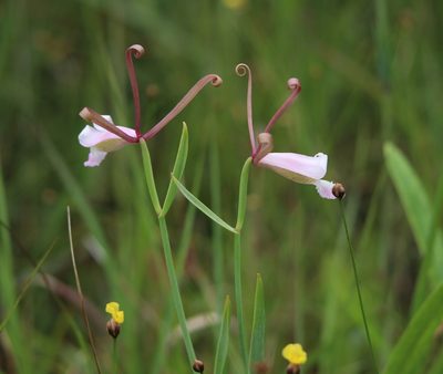Cleistesiopsis oricamporum, photographed by Lauren McLaurin