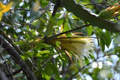 Selenicereus ocamponis, photographed by Neptalí Ramírez Marcial