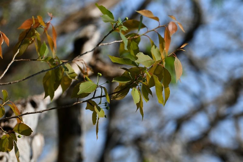 Maytenus repanda, photographed by Neptalí Ramírez Marcial