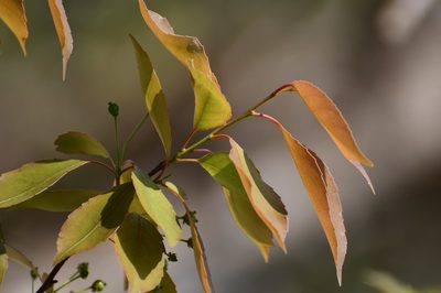 Maytenus repanda, photographed by Neptalí Ramírez Marcial