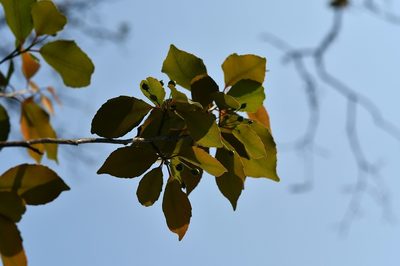 Maytenus repanda, photographed by Neptalí Ramírez Marcial