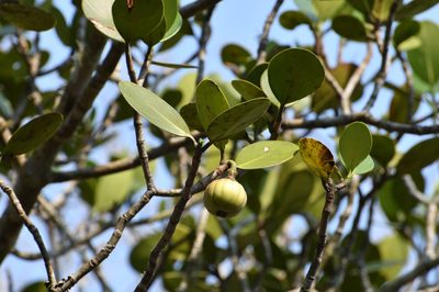 Clusia tetra-trianthera, photographed by Neptalí Ramírez Marcial