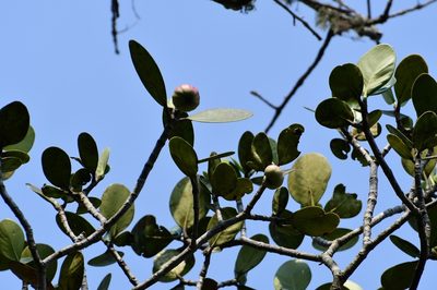 Clusia tetra-trianthera, photographed by Neptalí Ramírez Marcial