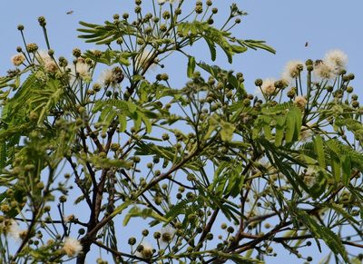 Leucaena diversifolia, photographed by Neptalí Ramírez Marcial