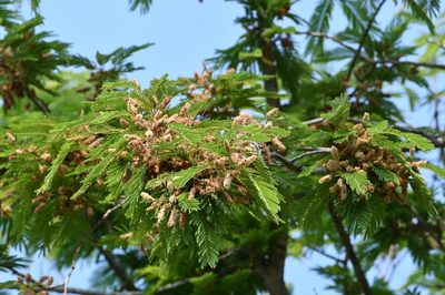 Lysiloma auritum, photographed by Neptalí Ramírez Marcial