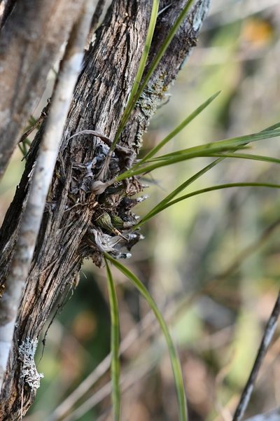 Encyclia bractescens, photographed by Neptalí Ramírez Marcial