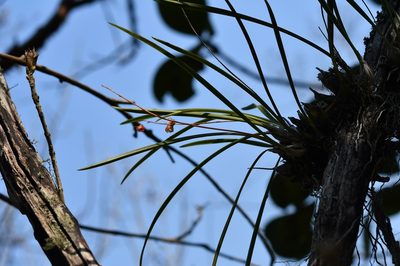 Encyclia bractescens, photographed by Neptalí Ramírez Marcial