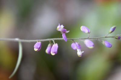 Hebecarpa obscura, photographed by Neptalí Ramírez Marcial