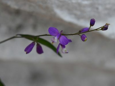 Hebecarpa obscura, photographed by Neptalí Ramírez Marcial