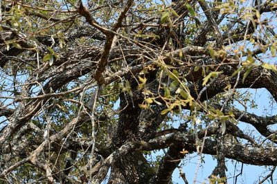 Quercus peduncularis, photographed by Neptalí Ramírez Marcial