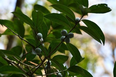 Sideroxylon persimile, photographed by Neptalí Ramírez Marcial