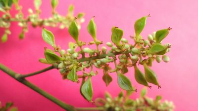 Paullinia trigonia, photographed by russiannaturalistbrazil