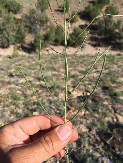 Thelypodiopsis elegans, photographed by Cecelia Alexander