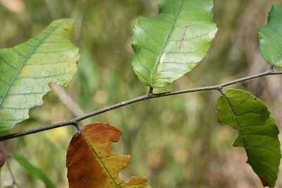 Ulmus ismaelis, photographed by Neptalí Ramírez Marcial