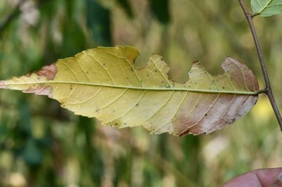 Ulmus ismaelis, photographed by Neptalí Ramírez Marcial