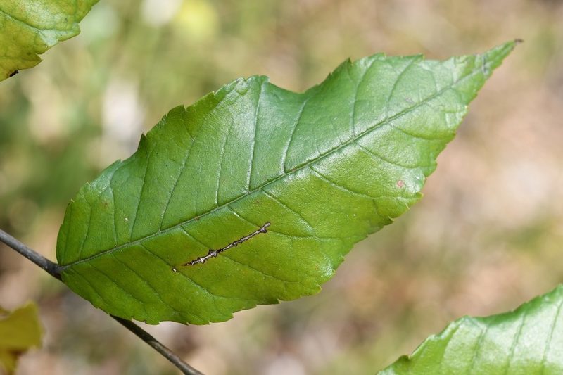 Ulmus ismaelis, photographed by Neptalí Ramírez Marcial