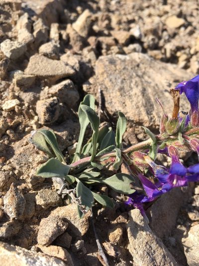 Penstemon moffatii, photographed by Cecelia Alexander