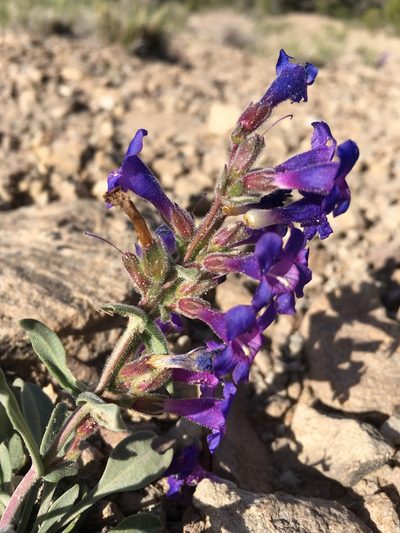 Penstemon moffatii, photographed by Cecelia Alexander
