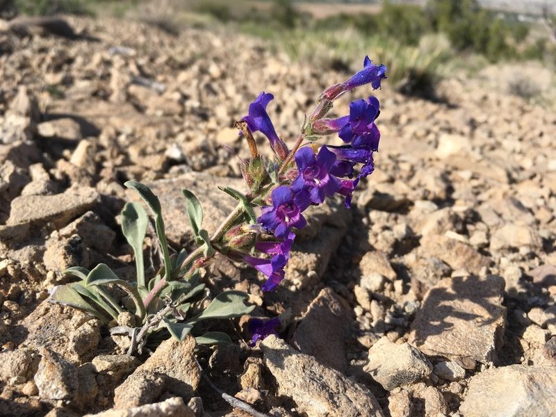 Penstemon moffatii, photographed by Cecelia Alexander