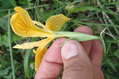 Iris innominata, photographed by Ken-ichi Ueda