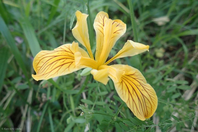 Iris innominata, photographed by Ken-ichi Ueda